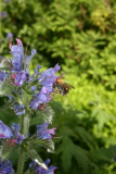 Echium vulgare RCP6-2015 (76) with bee.JPG